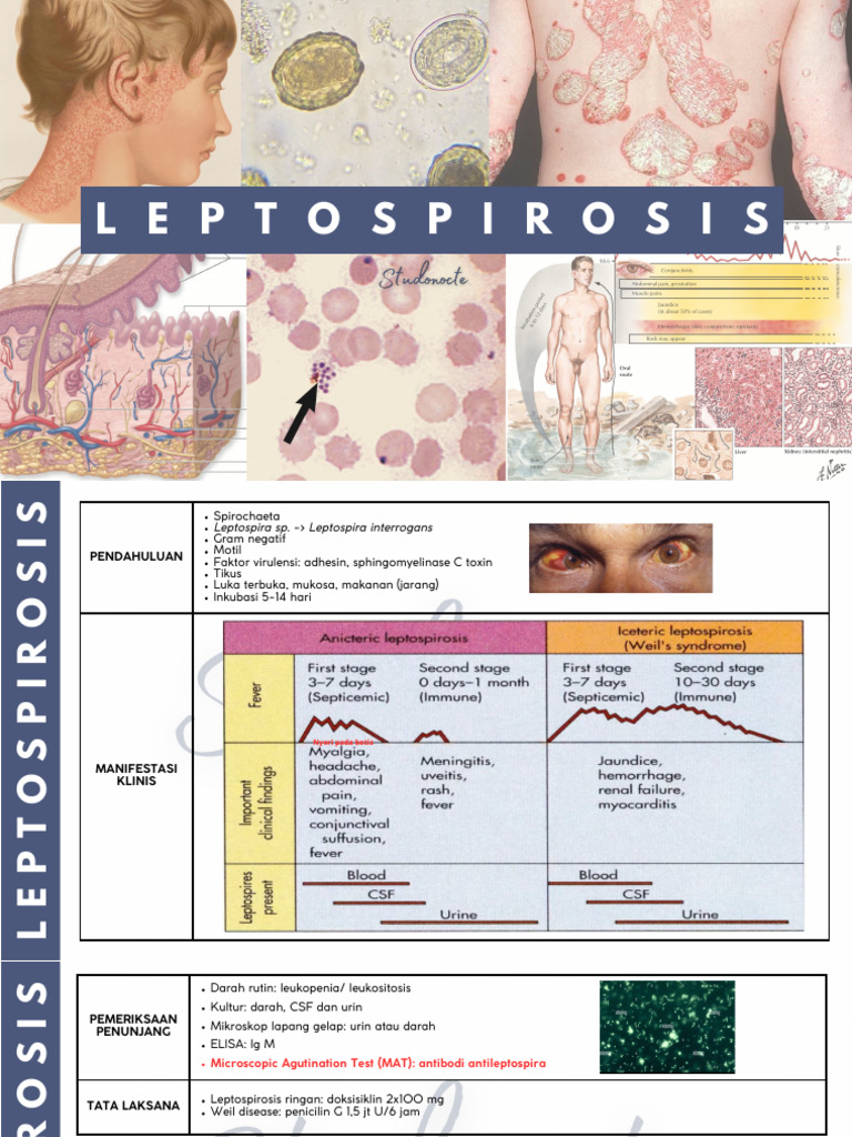 Panduan Leptospirosis: Gejala dan Diagnosis | PDF