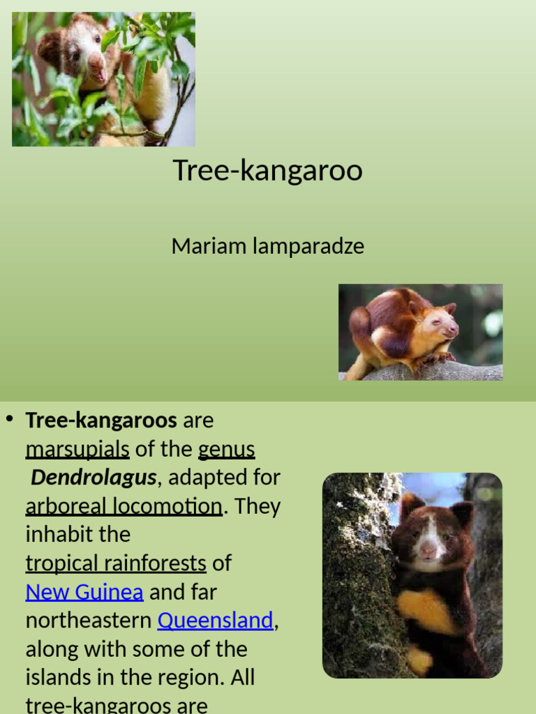 Tree Kangaroo Pdf