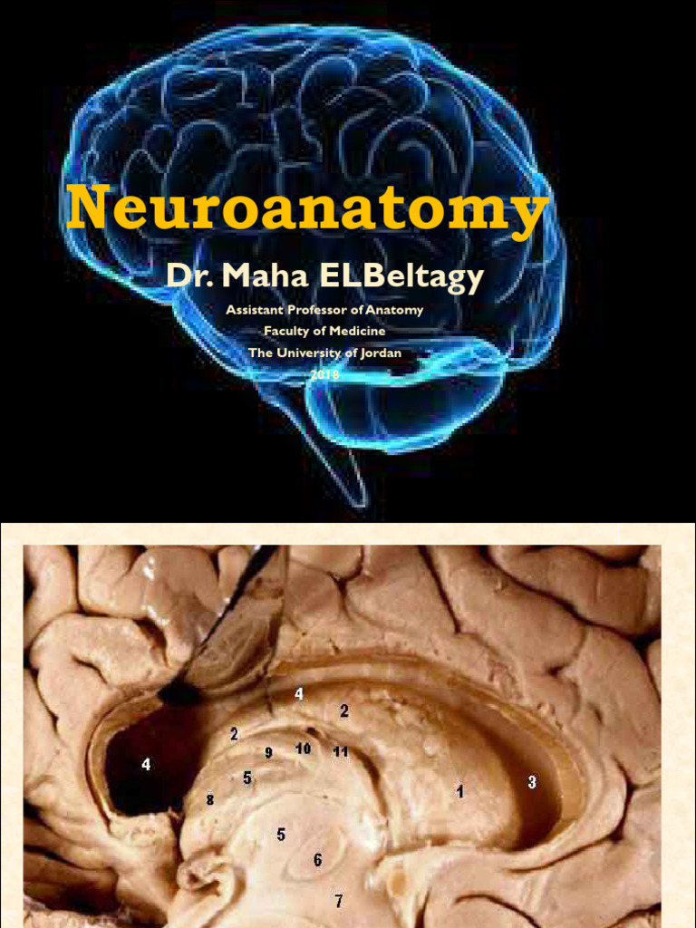 Neuroanatomy: Ventricular System Overview | PDF | Cerebrospinal Fluid ...