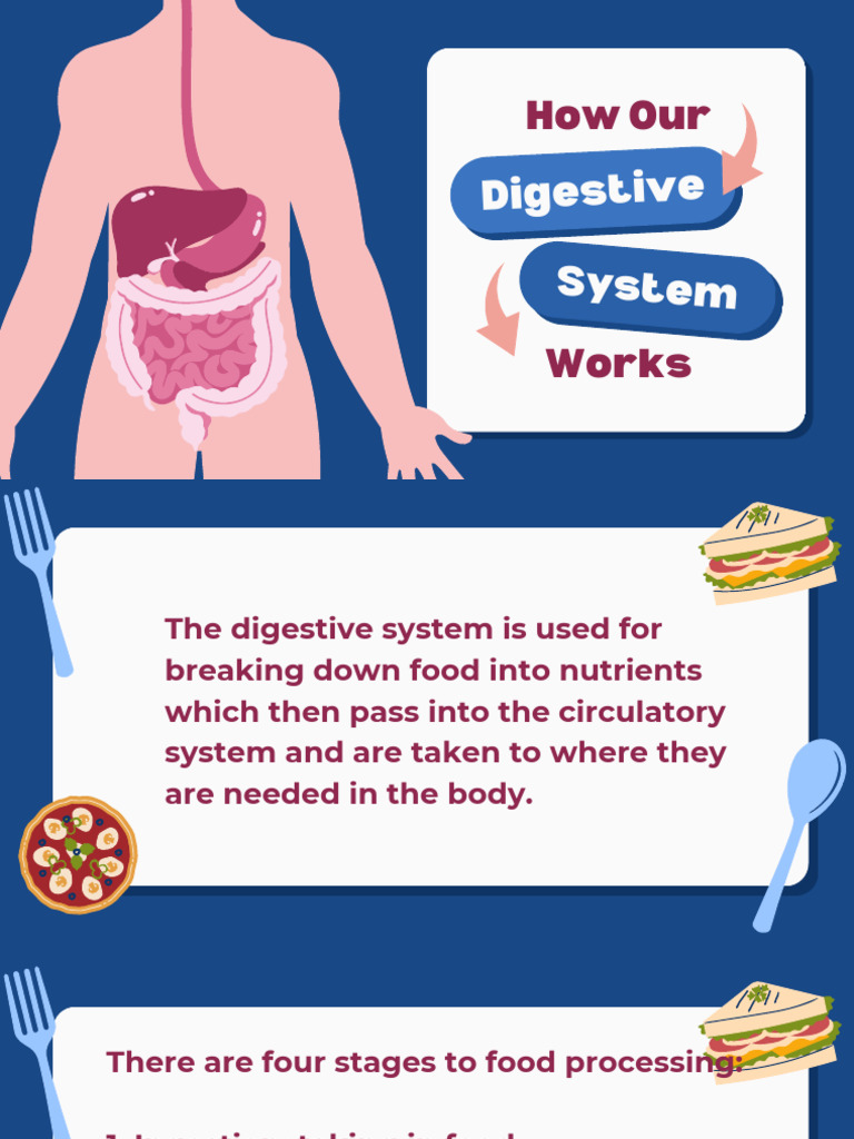 The Digestive System | PDF | Human Digestive System | Small Intestine
