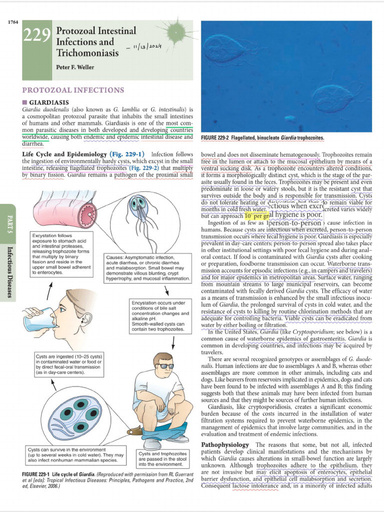 Protozoal Intestinal Infection | PDF