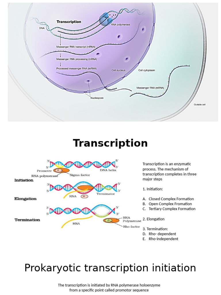 Transcription | PDF