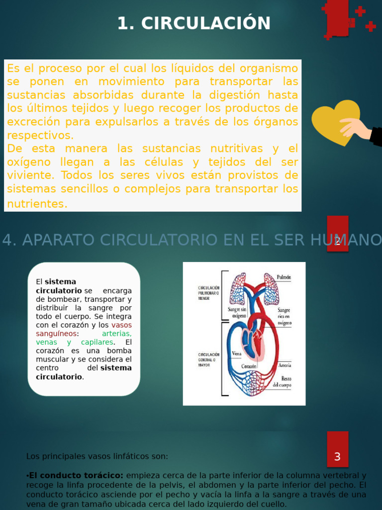 Circulación | PDF