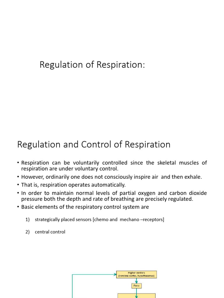 Regulation of Respiratory Control | PDF | Breathing | Respiratory System