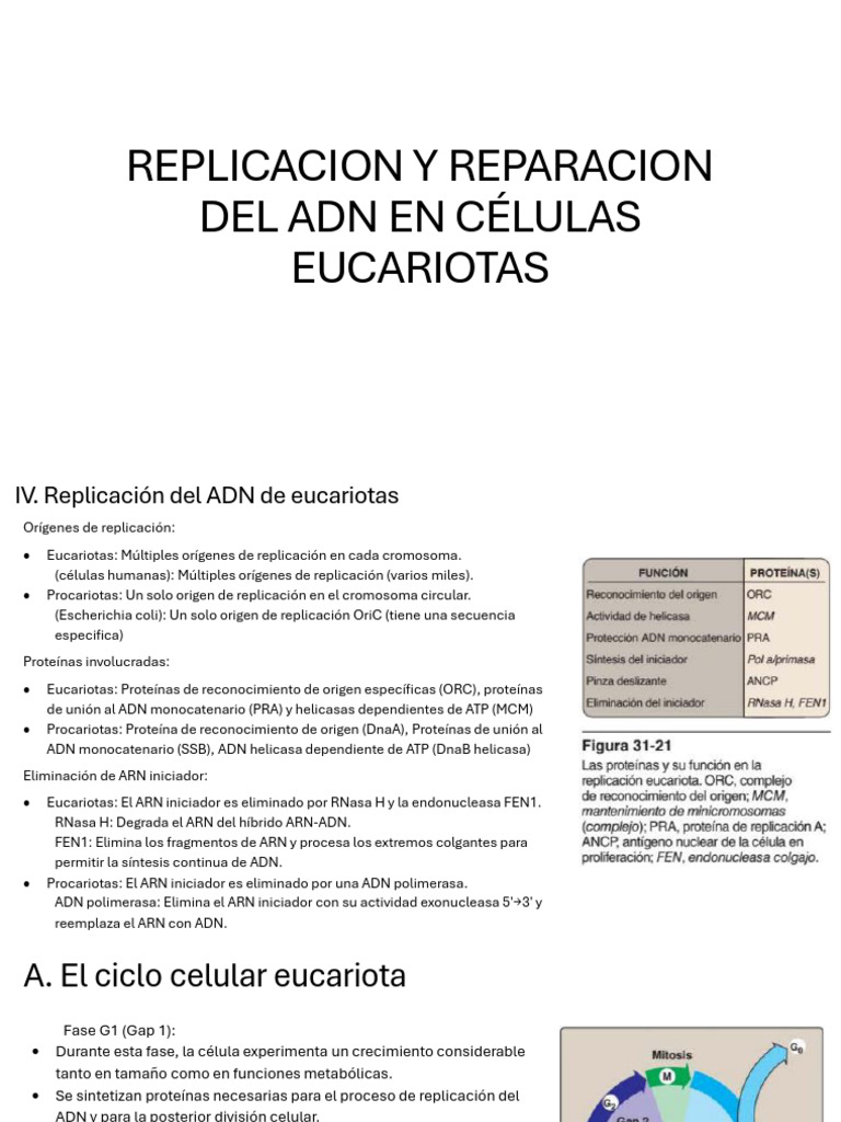 Replicación del ADN en Eucariotas | PDF | Histona | Mitosis