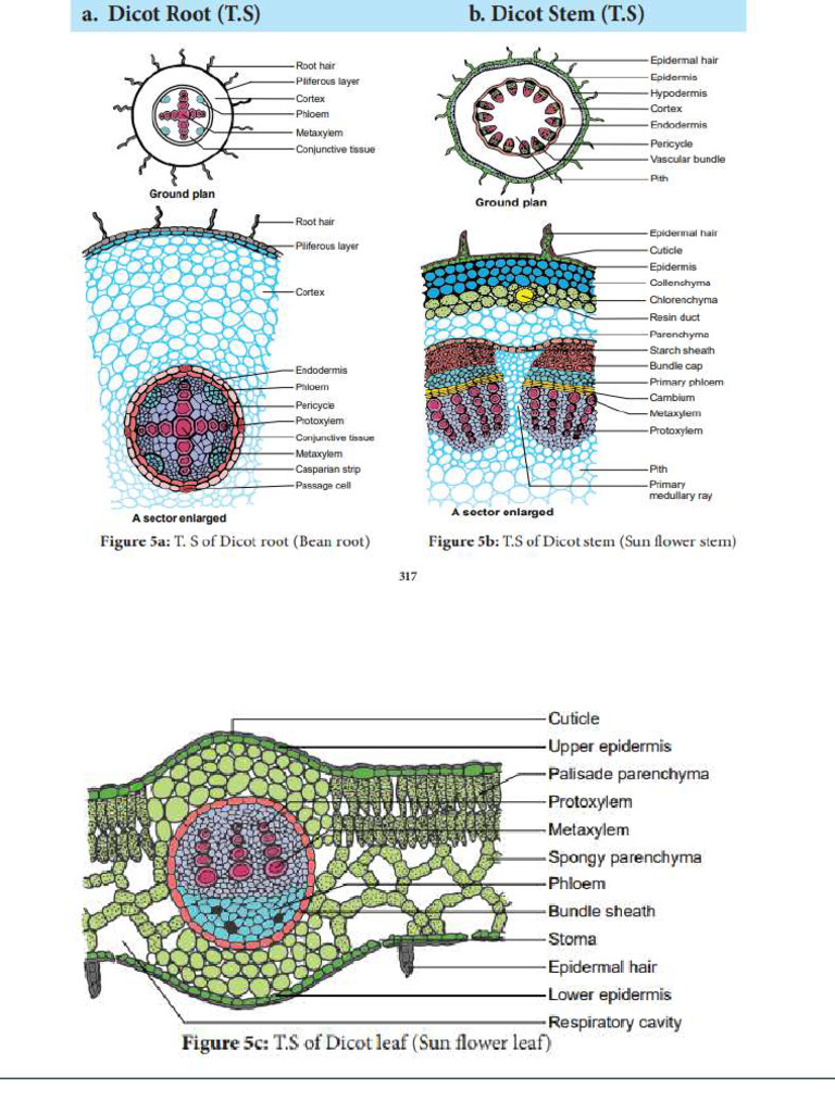 Bio Botany Practical PDFF | PDF