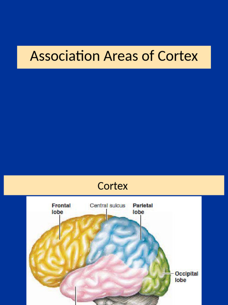 Cortex Association Areas and Functions | PDF | Aphasia | Speech