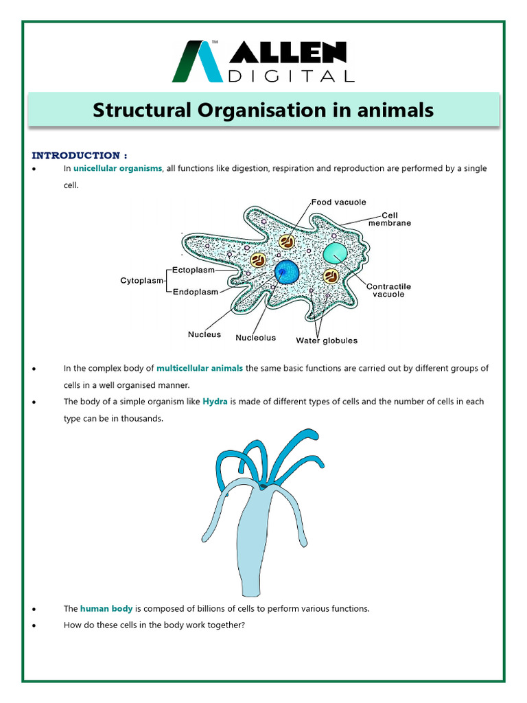 SHEET - Animal Tissue + Cockroach | PDF | Epithelium | Connective Tissue