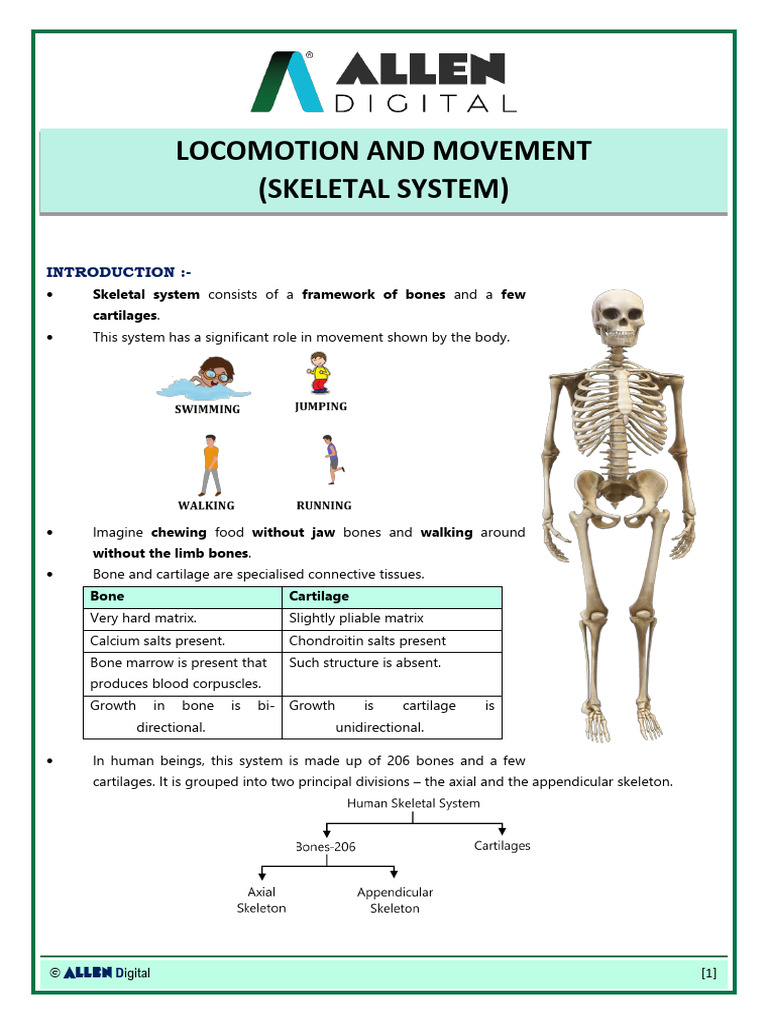 Skeletal System - Live | PDF | Vertebral Column | Pelvis