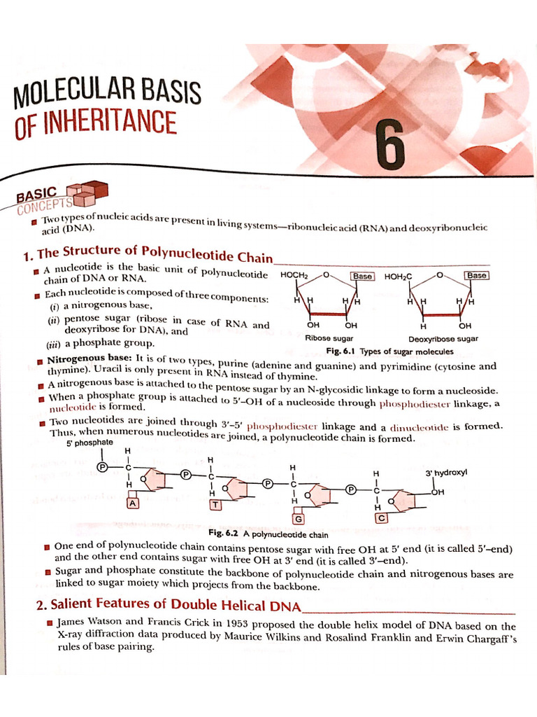 CH 6 Molecular Basis of Inheritance (Notes) | PDF