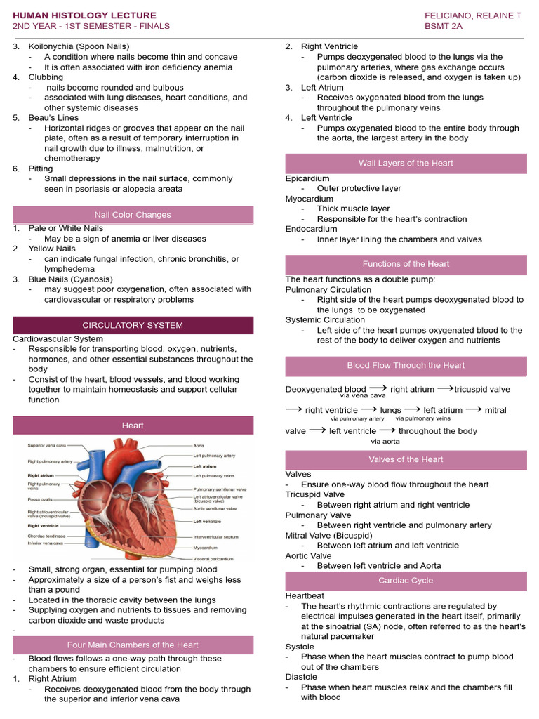 Human Histology and Circulatory System Overview | PDF | Artery | Heart