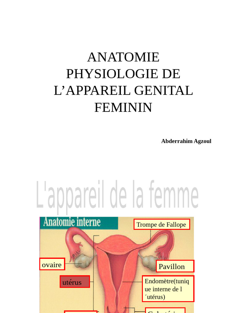anatomie-et-physiologie-g-nitale-f-minine-pdf-ut-rus-cycle-menstruel