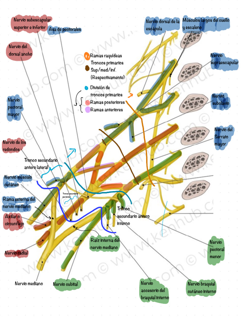 Nervios y Músculos del Cuello y Hombro | PDF | Neuroanatomía ...