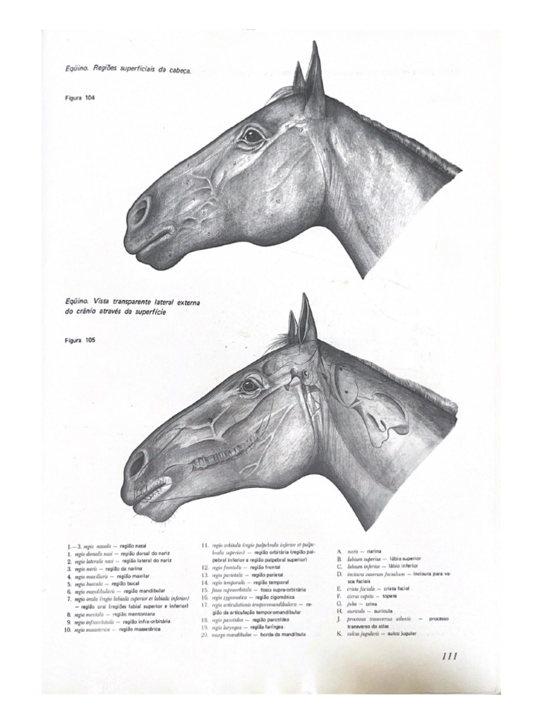 Figura 104 | PDF