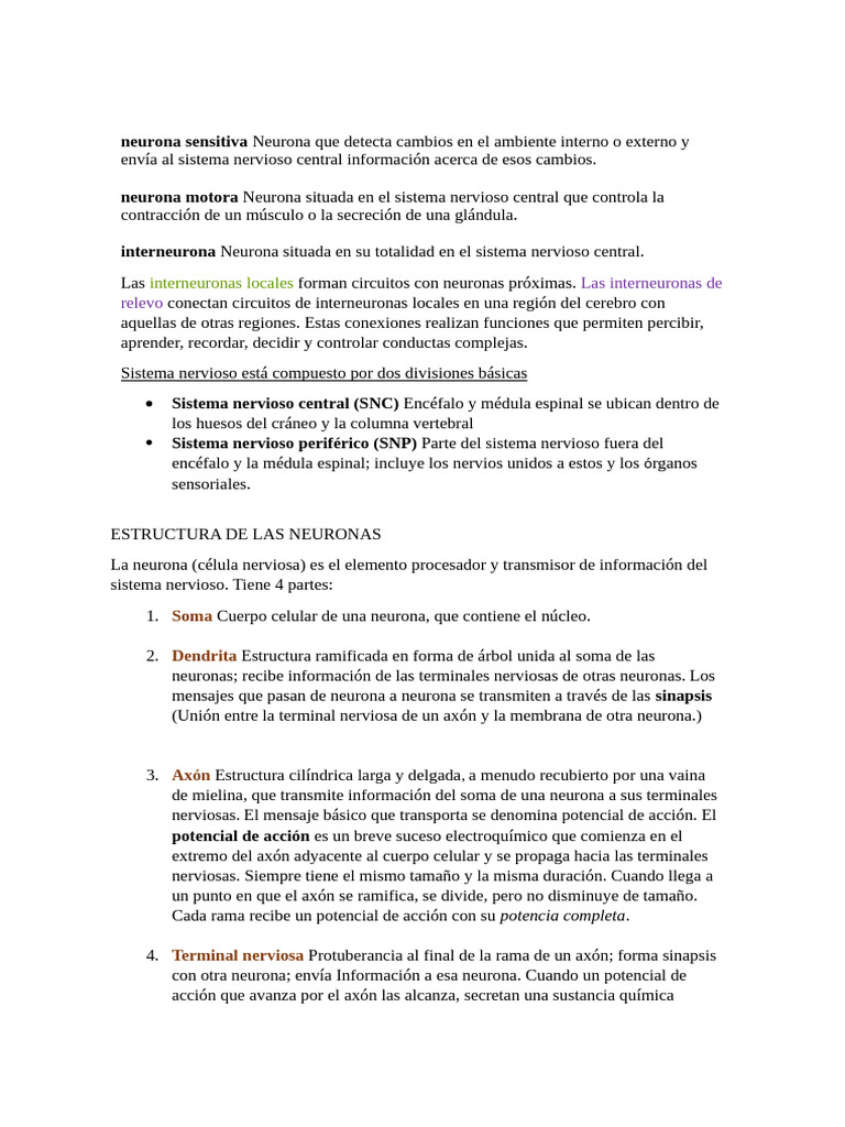 Estructura y Función de las Neuronas | PDF | Sinapsis | Neurona