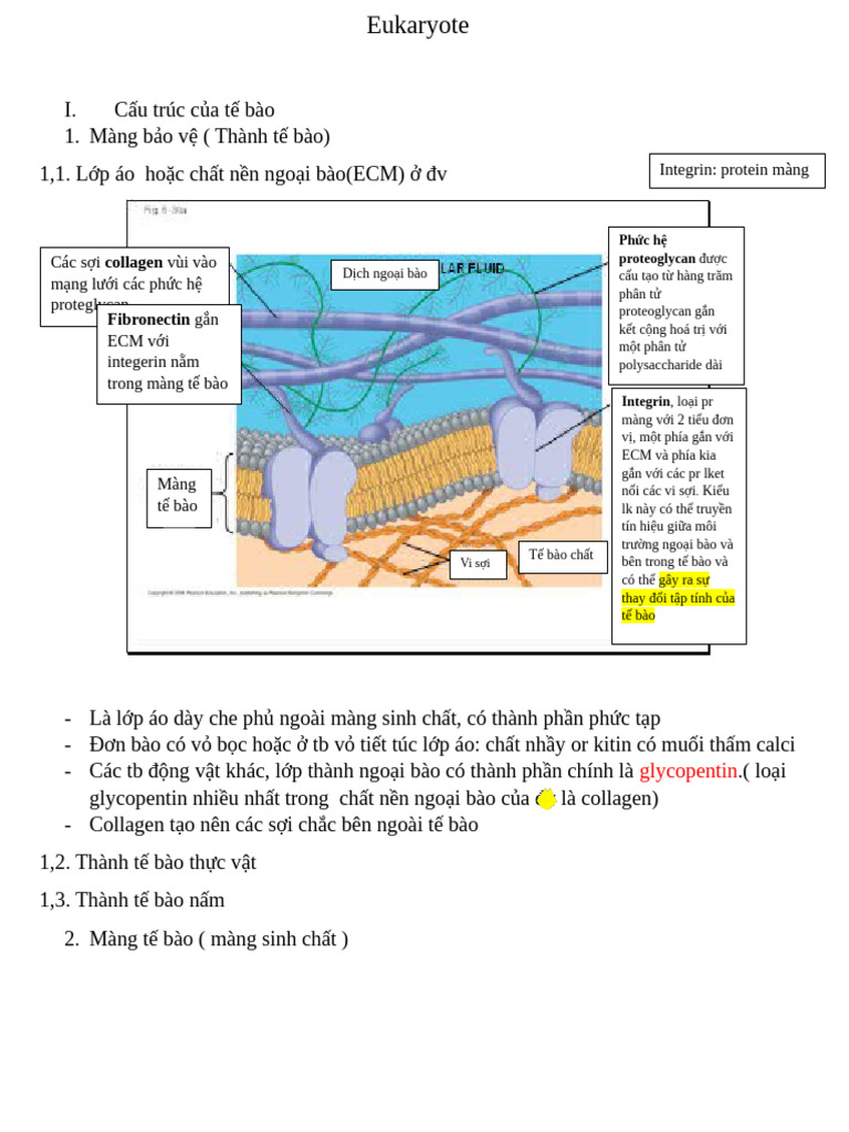 Eukaryote | PDF