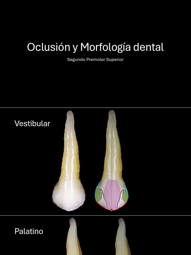 Morfología del Segundo Premolar Superior | PDF