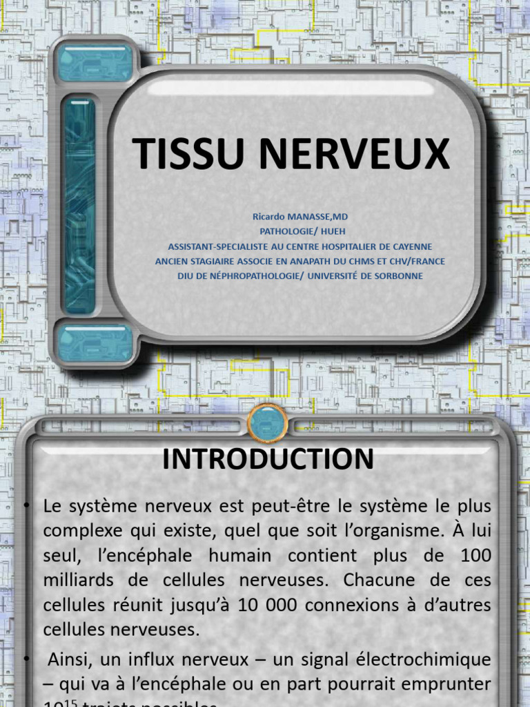Anatomie et Fonction du Tissu Nerveux | PDF | Neurone | Axone