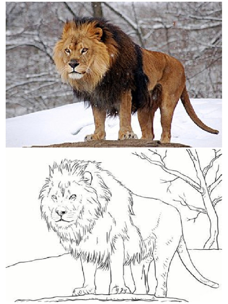 Lion To Color | PDF
