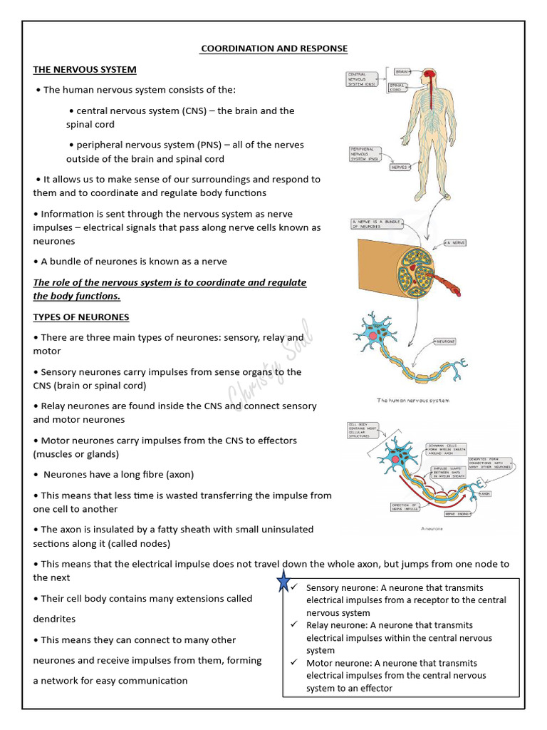 Understanding the Nervous System Functions | PDF | Neuron | Nervous System