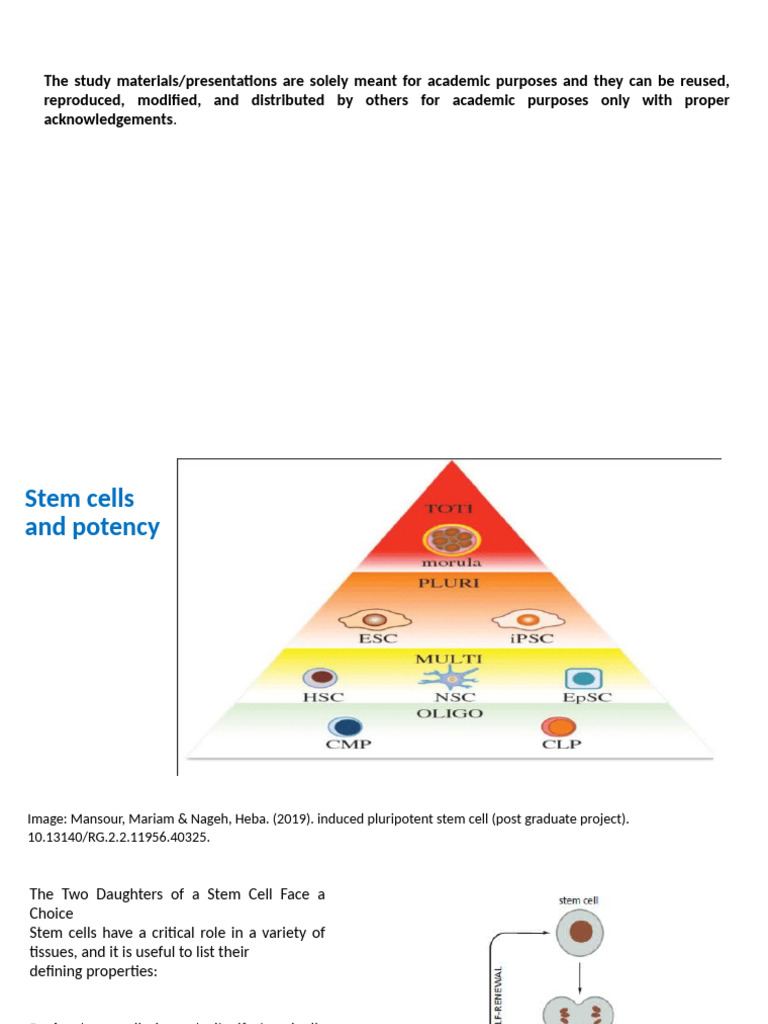 Stem Cell | PDF