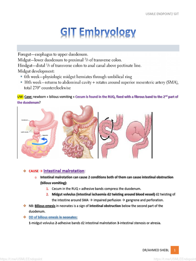 Normal Gastrointestinal Embryology: Intestinal Malrotation | PDF ...
