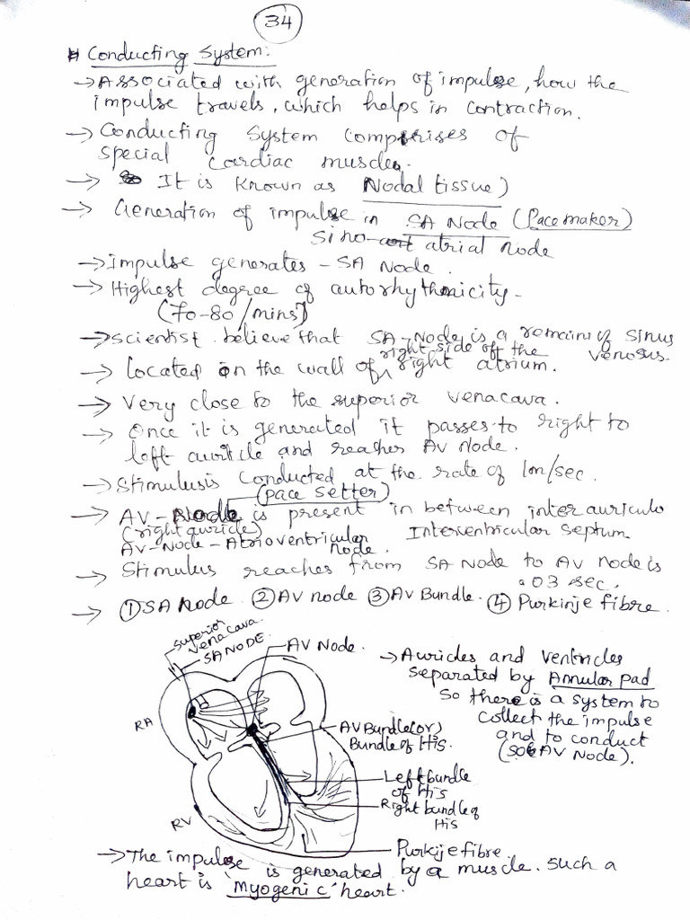 Cardiac Cycle | PDF