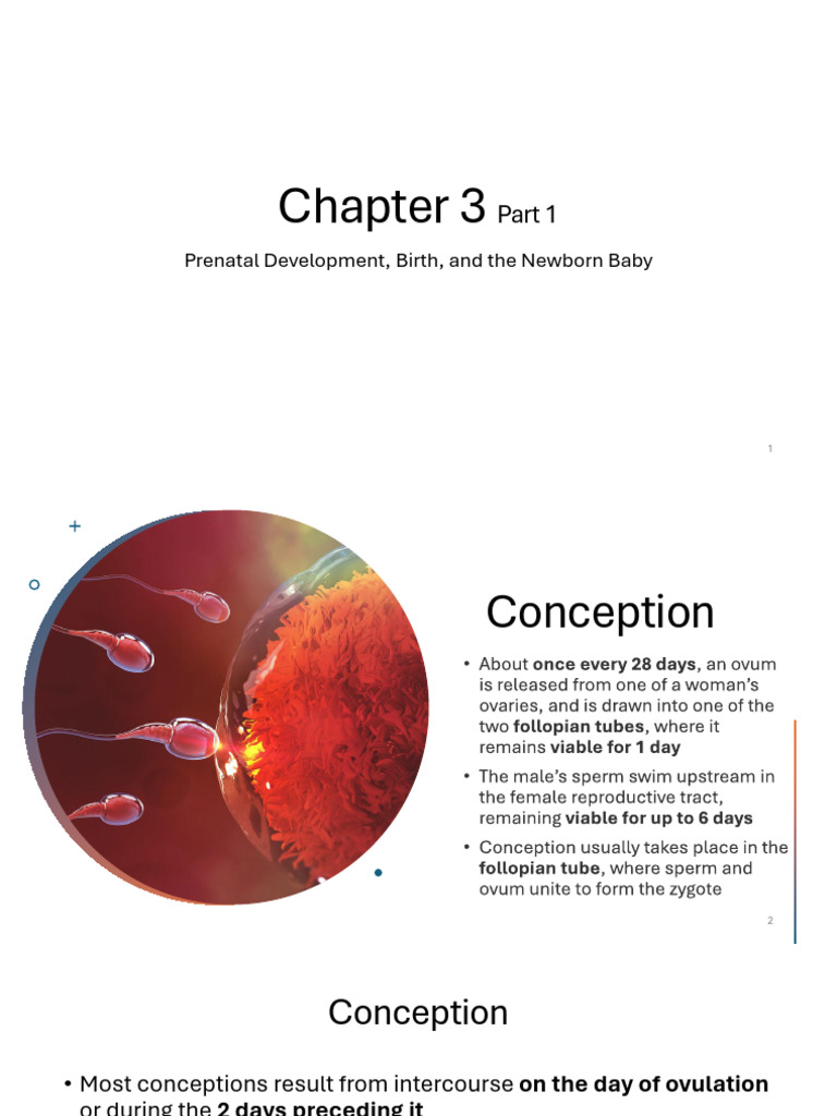Chapter 3 Part 1 Ogrenci | PDF | Prenatal Development | Fetus