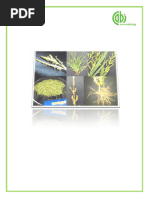Hagonoy Plant: Invasive and Medicinal Uses | PDF | Leaf | Invasive Species