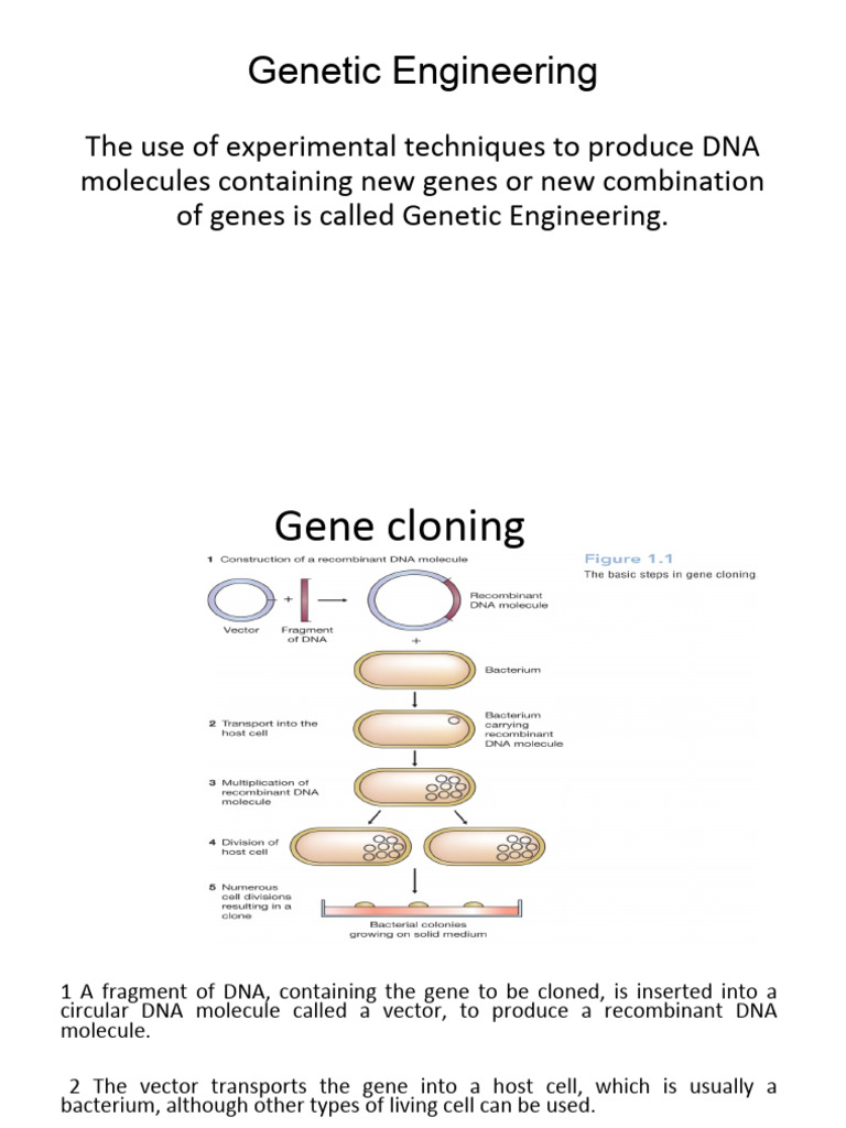 L1 | PDF | Plasmid | Molecular Cloning