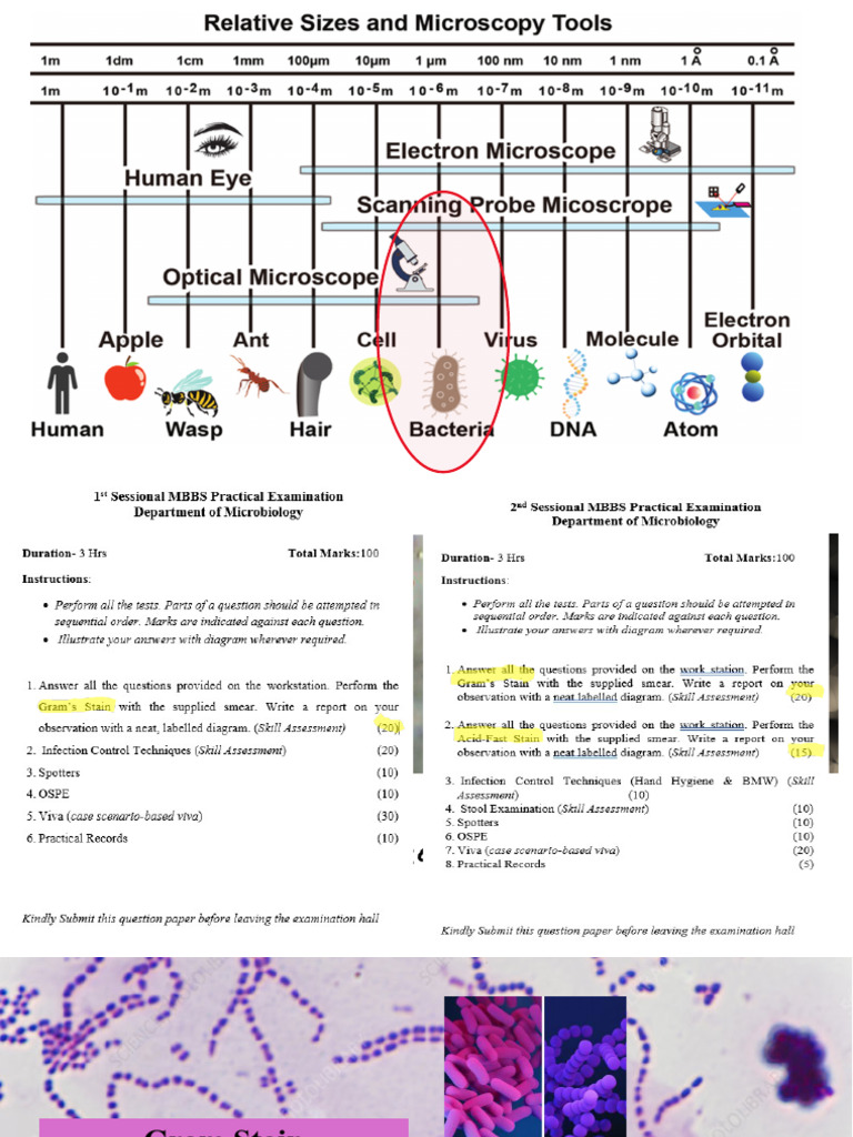 Gram Stain 2024 | PDF | Gram Positive Bacteria | Staining