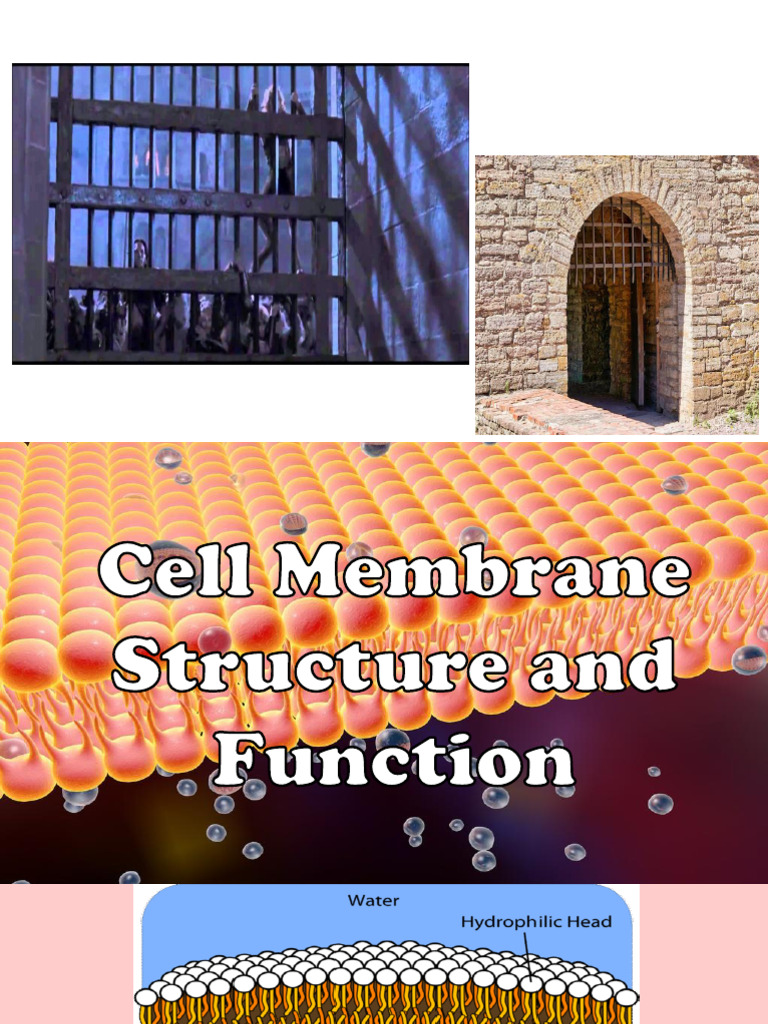 Cell Membrane Structure and Transport | PDF | Cell Membrane | Membrane ...