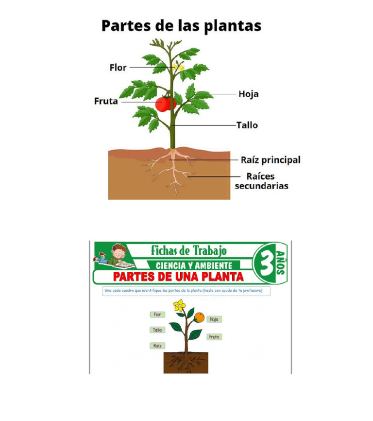 Partes de Las Plantas | PDF