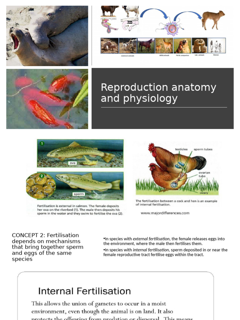 Reproductive Anatomy and Physiology Overview | PDF | Fertilisation ...
