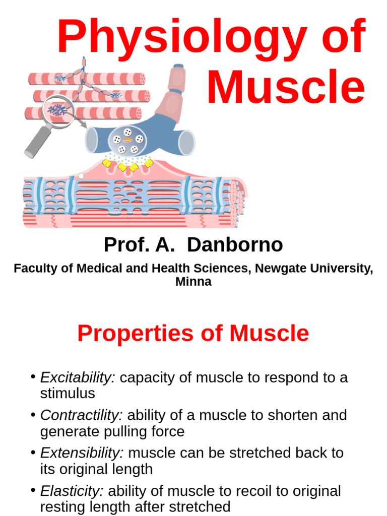 Muscle Physiology Overview and Functions | PDF | Muscle Contraction ...