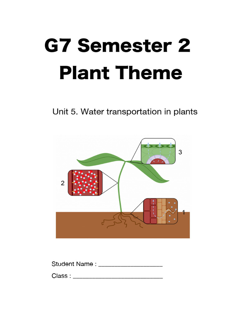 G7 Semester 2 Water Transport in Plant | PDF | Root | Osmosis