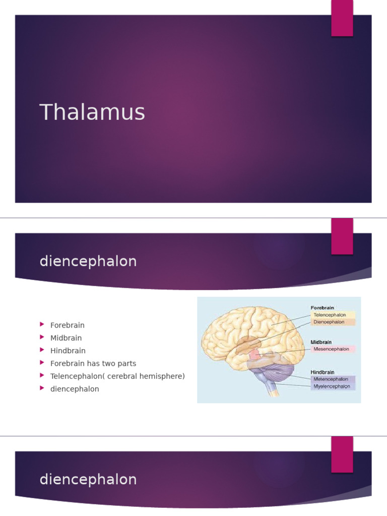 Thalamus | PDF | Thalamus | Brain