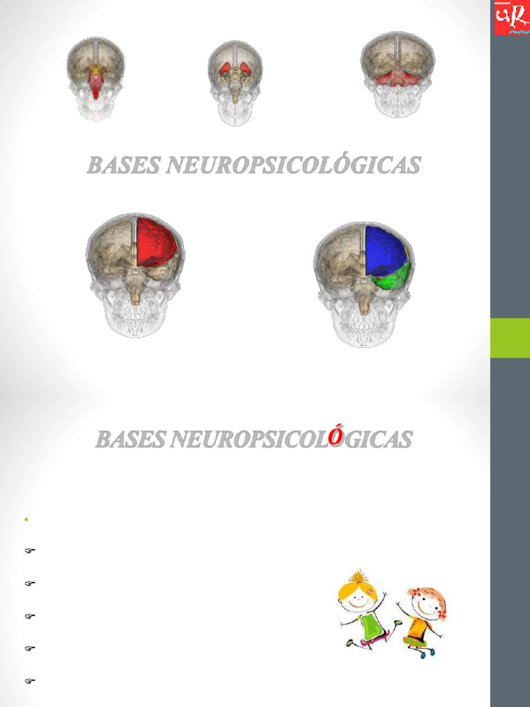 Desarrollo cerebral y neuropsicología | PDF | Cerebro | Hemisferio cerebral