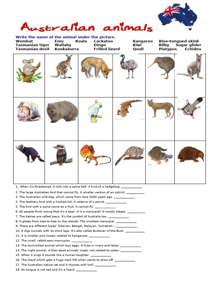 Australian Animals Quiz for Kids | PDF | Marsupials | Mammals Of Australia