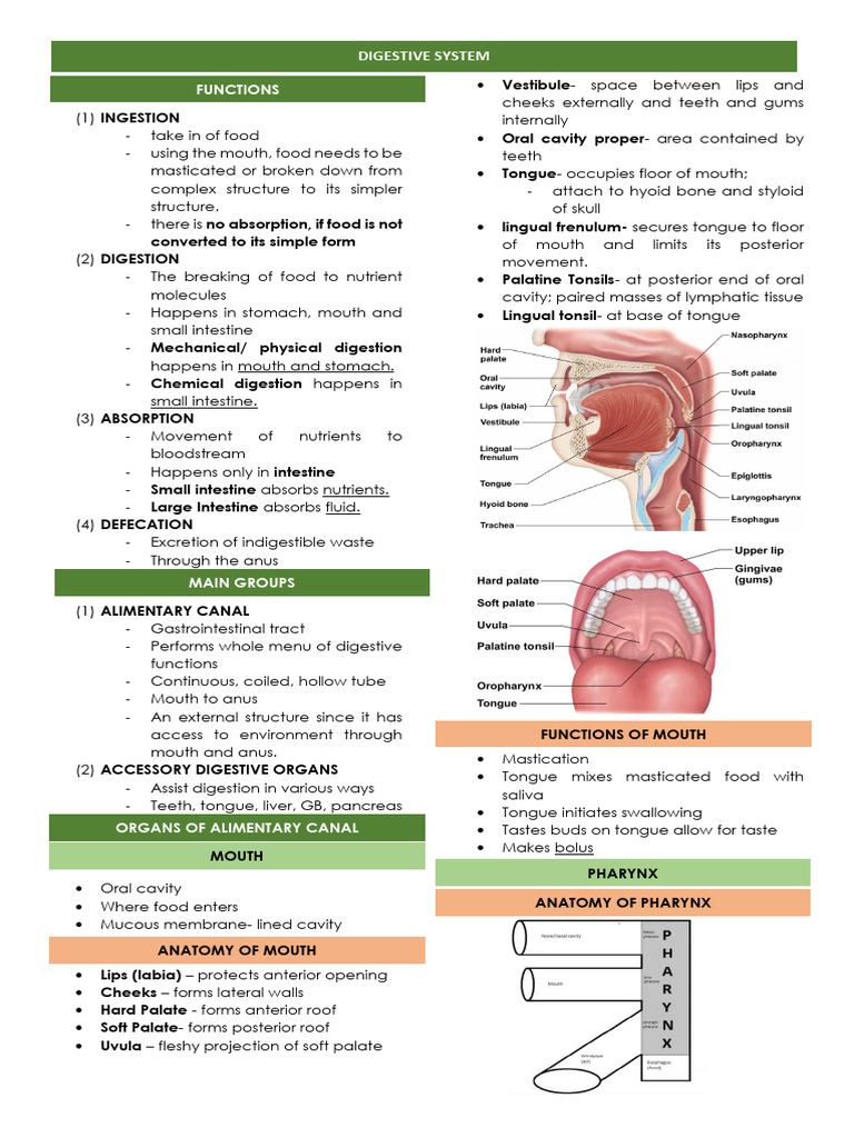 Digestive System-Reviewer | PDF | Stomach | Digestion