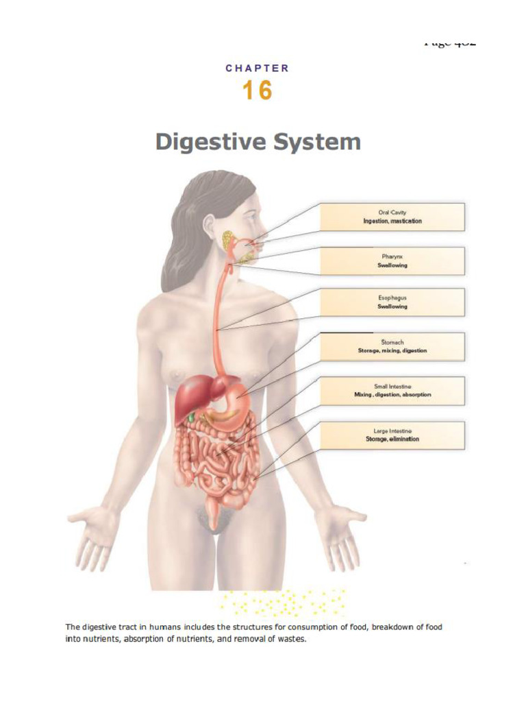Functions and Anatomy of the Digestive System | PDF | Stomach | Human ...