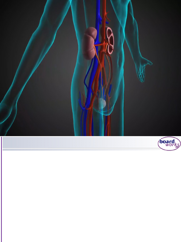 Excretion | PDF | Excretion | Physiology