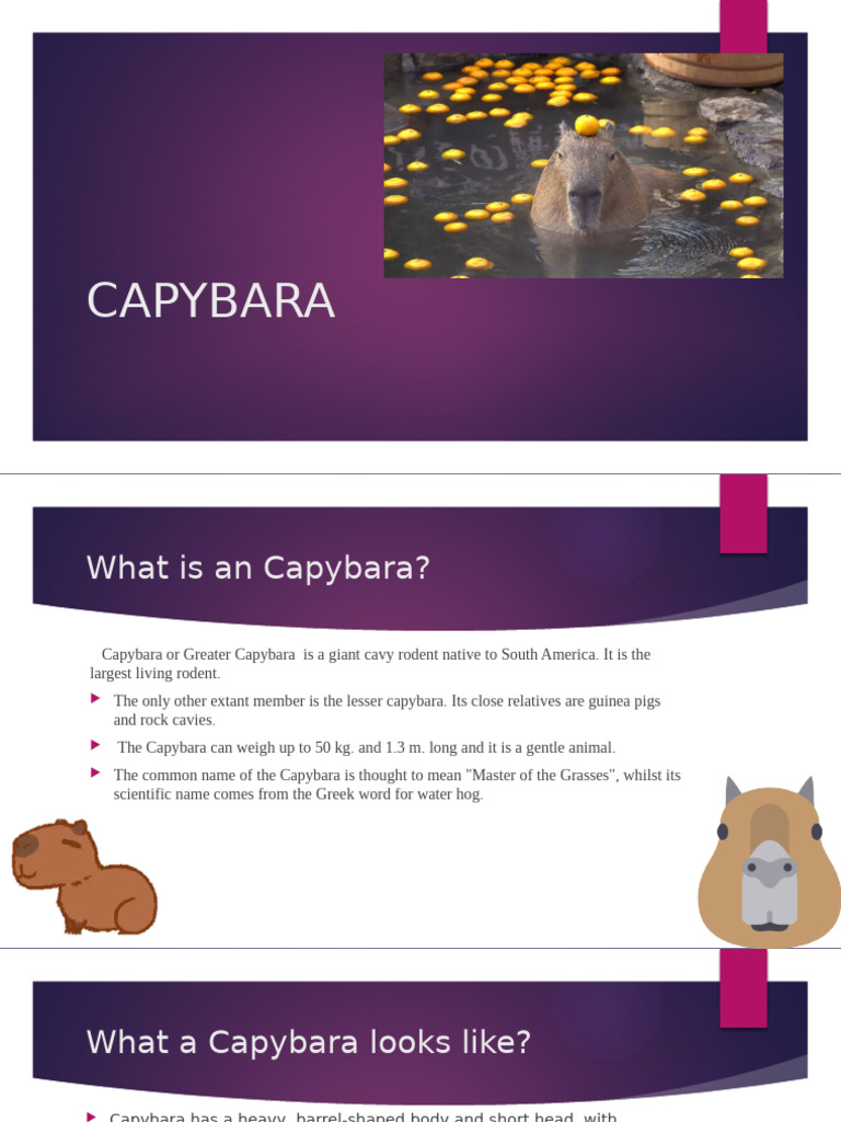 Capybara: Facts and Habitat Overview | PDF