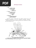 Download MorfologiainsectelorbyFlaBogSN80023952 doc pdf