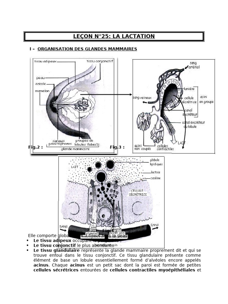 Mécanismes de la lactation et lactogenèse | PDF | Allaitement | Lactation