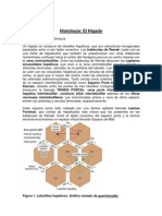 Histologia Del Higado