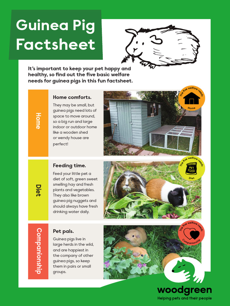 1157 - WG Education Factsheets GuineaPigs A4 - v5 | PDF | Guinea Pig | Pig