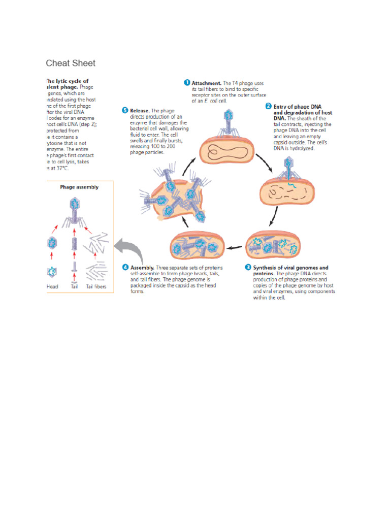 Virus Structure and Function Overview | PDF | Virus | Bacteriophage