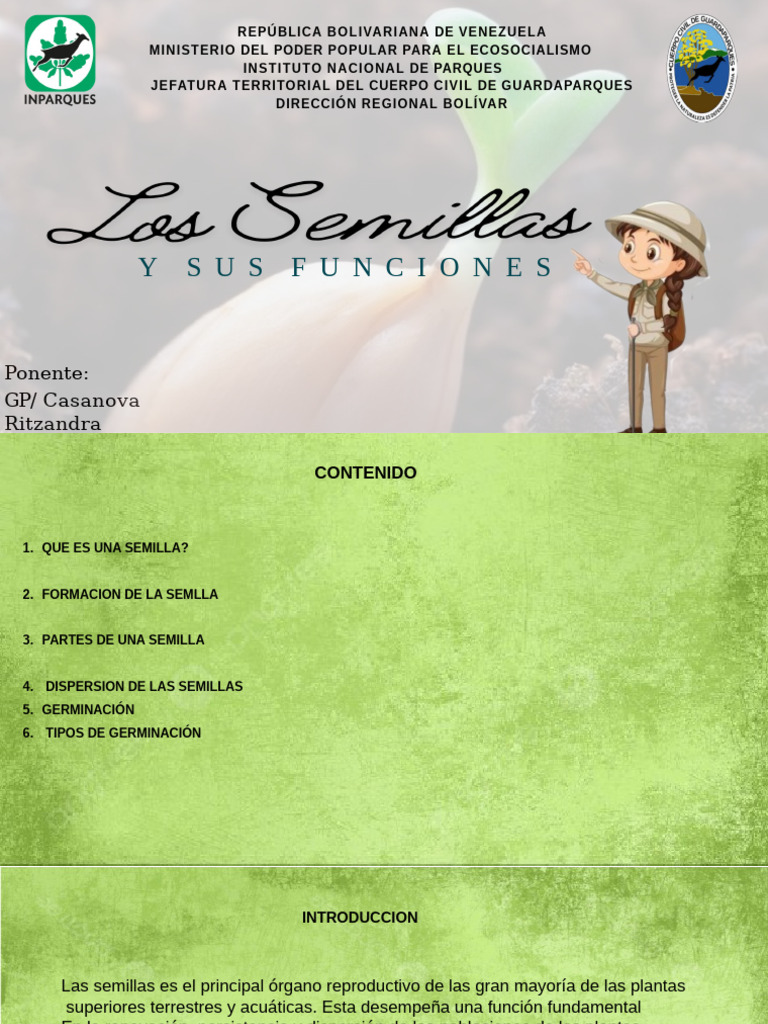 Partes de la Semilla para Niños | PDF | Germinación | Semilla