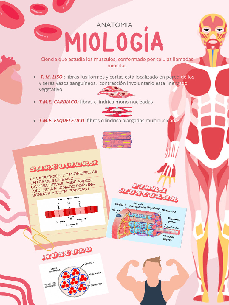 Miologia | PDF